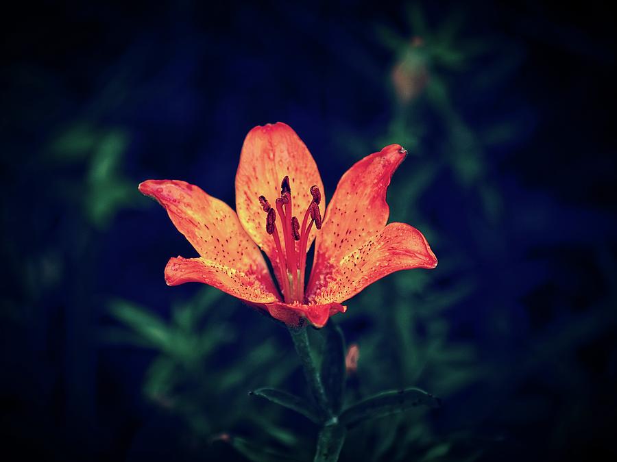 Evening with flower Photograph by Jirka Svetlik