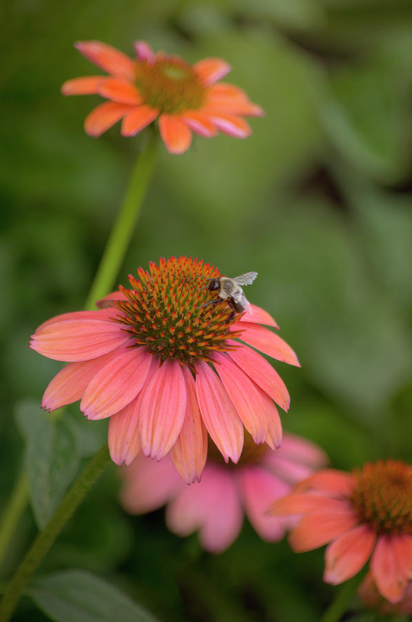 Cone Flower in Evenings Last Glow Photograph by Shannon Moseley