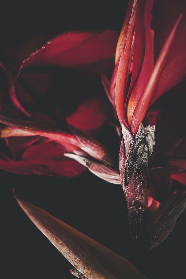 Flowers Still Life Photograph - Evenings Red2 by Shelly John