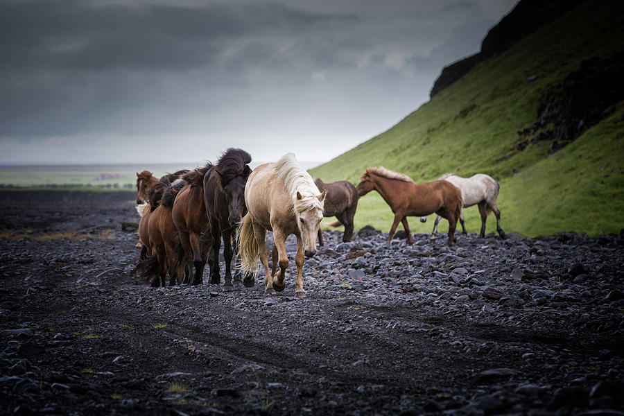 Ever onwards - Horse Art Photograph by Lisa Saint