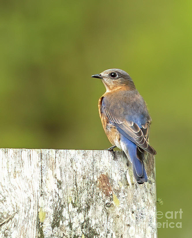 Bluebird Photograph - Ever Watchful by Michelle Tinger