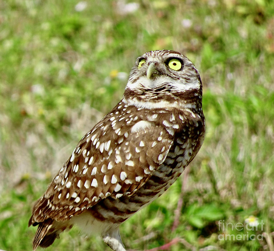 Ever Watchful Owl Photograph