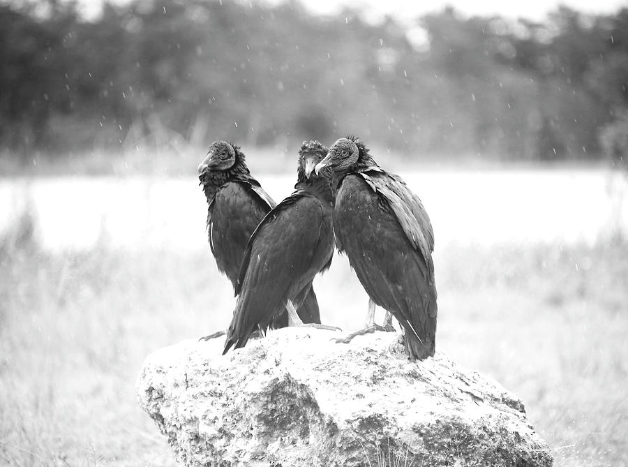 Everglade Vultures Photograph by Alison Belsan Horton
