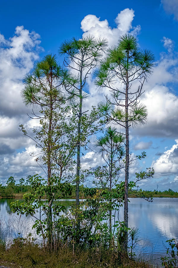 Everglades 0336 Photograph by Rudy Umans