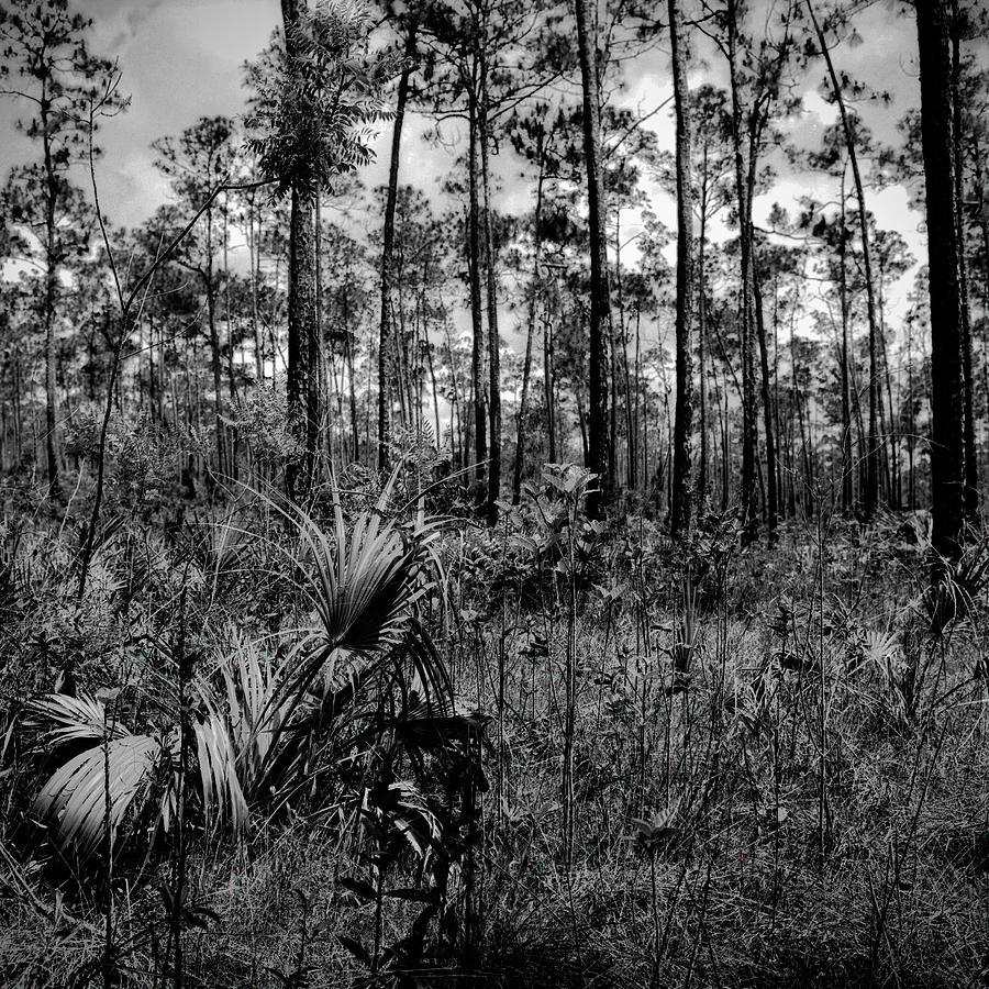 Everglades-041905 Photograph by Rudy Umans