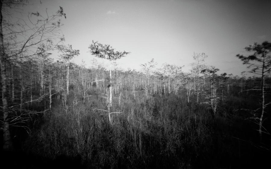 Everglades-1 Pinhole Photograph by Rudy Umans