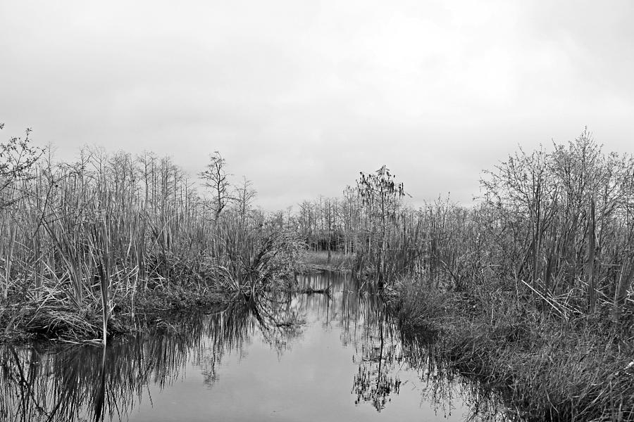 Everglades 29 Photograph by Michiale Schneider