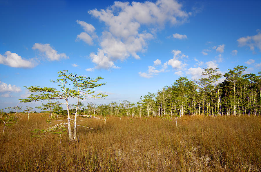 Everglades 9574 Photograph by Rudy Umans