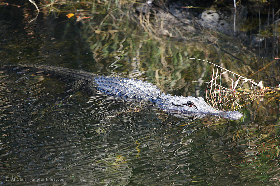 Everglades Alligator Photograph by Custom Aviation Art
