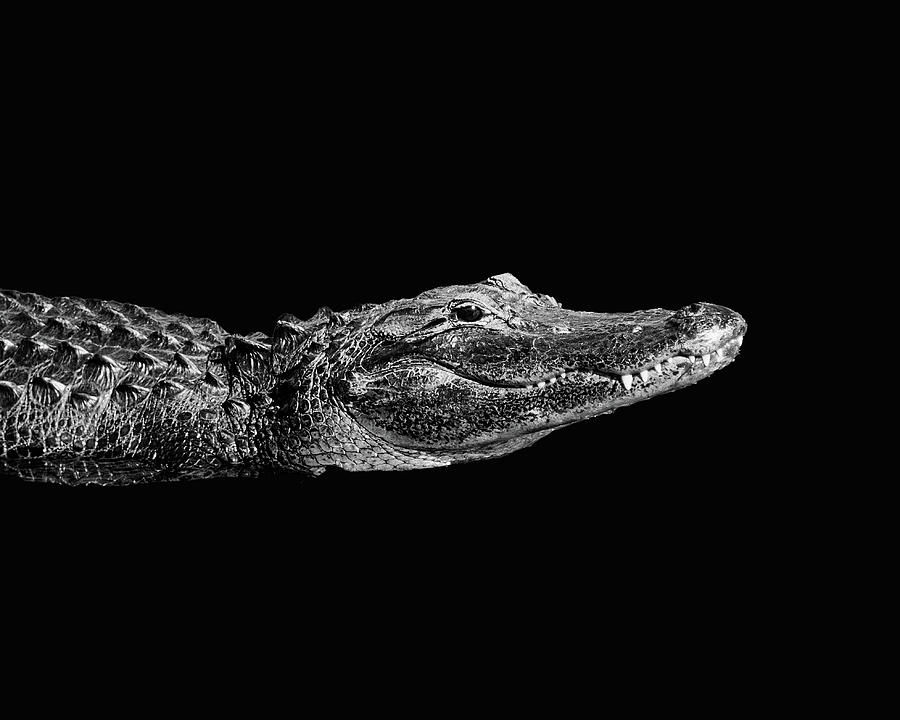 Everglades Alligator Photograph
