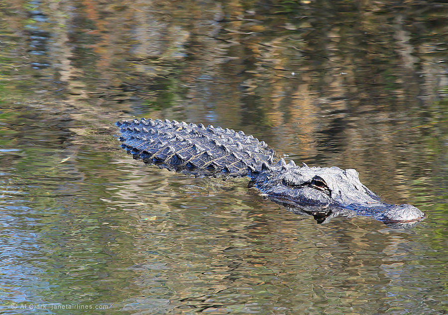 Everglades Alligator Free Photograph by Custom Aviation Art
