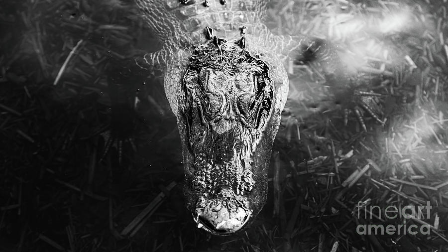 Everglades Alligator Photograph by Nathan Wasylewski