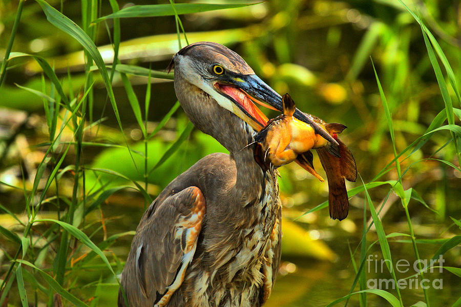 Everglades Catfish Dinner Photograph by Adam Jewell