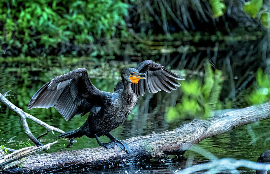 Everglades Cormorant Photograph by Tom Singleton