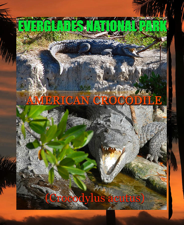Everglades Crocodiles Poster Work A Mixed Media