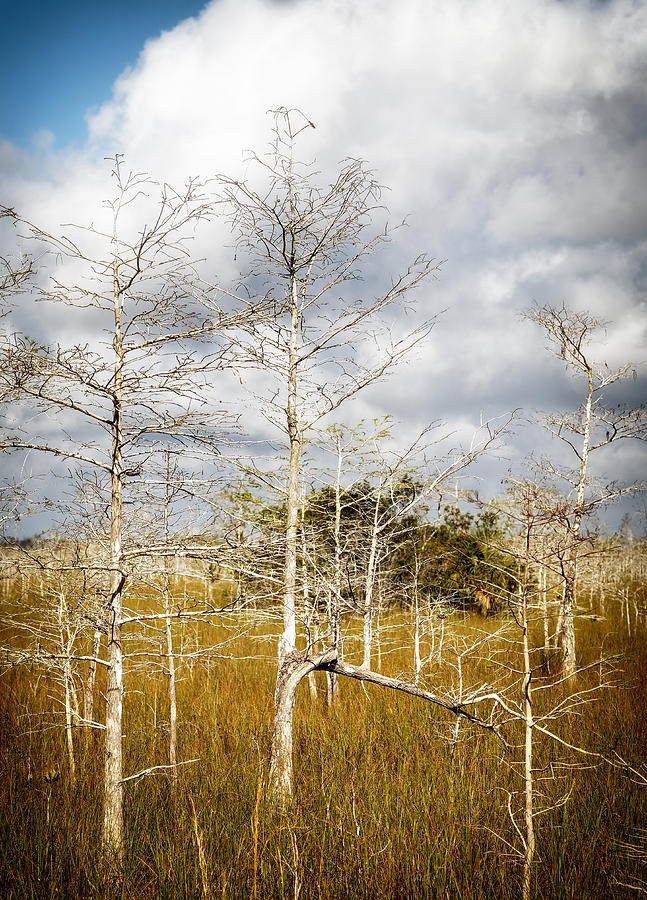 Everglades Cypress Trees 0074A Photograph by Rudy Umans