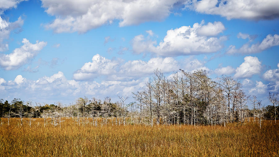Everglades Cypress Trees 0134 Photograph by Rudy Umans