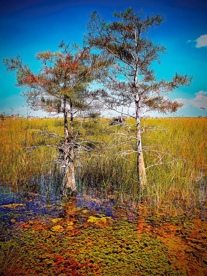 Everglades Cypress Trees 1929 Photograph by Rudy Umans