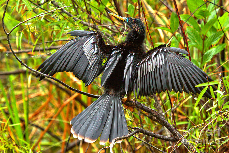 Everglades Double Crested Cormorant Drying Out Photograph by Adam Jewell