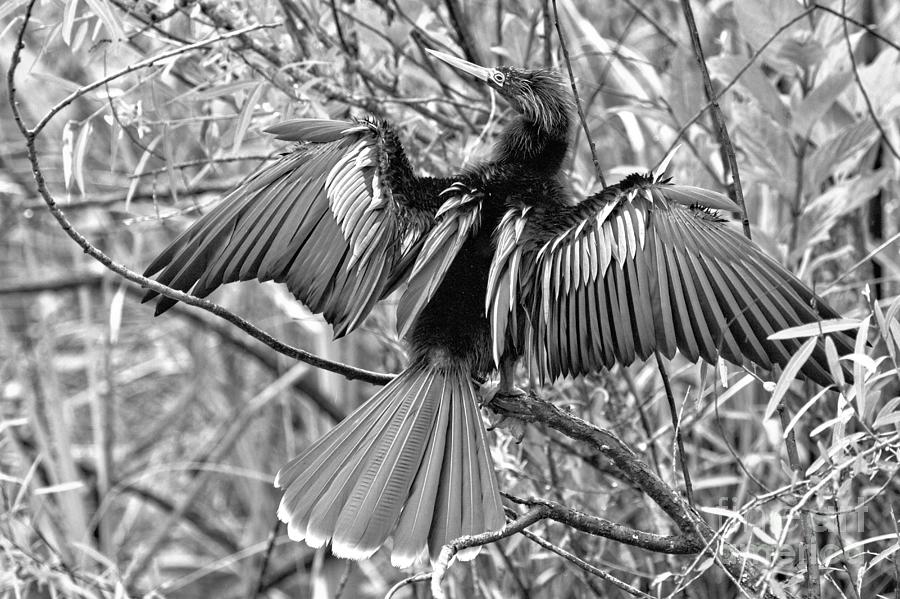 Everglades Double Crested Cormorant Drying Out Black And White Photograph by Adam Jewell