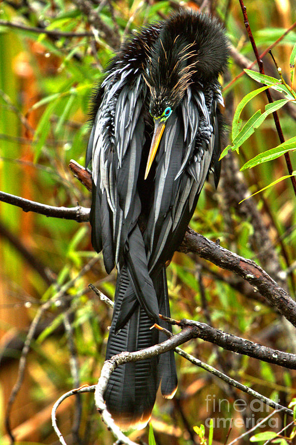Everglades Eyeliner Photograph by Adam Jewell