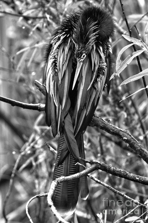 Everglades Eyeliner Black And White Photograph by Adam Jewell