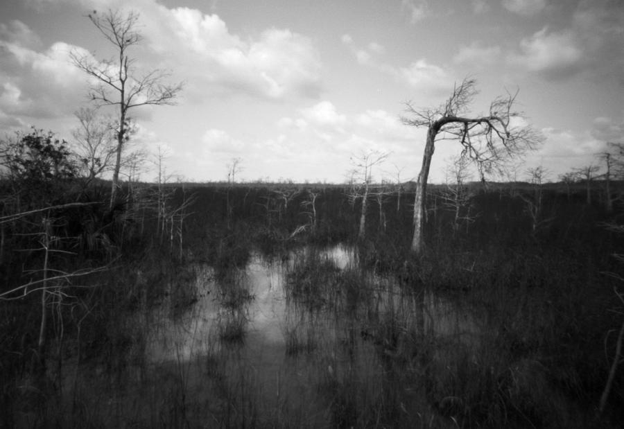 Everglades, Florida Pond cypress trees-1 Photograph by Rudy Umans