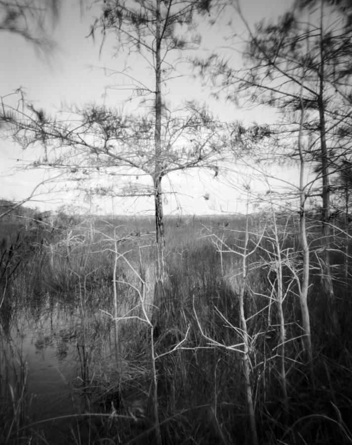 Everglades, Florida Pond cypress trees-5 Photograph by Rudy Umans