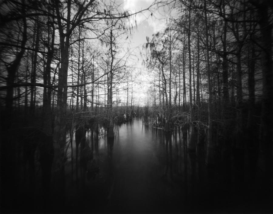 Pinhole Everglades, Florida Pond cypress trees Photograph by Rudy Umans