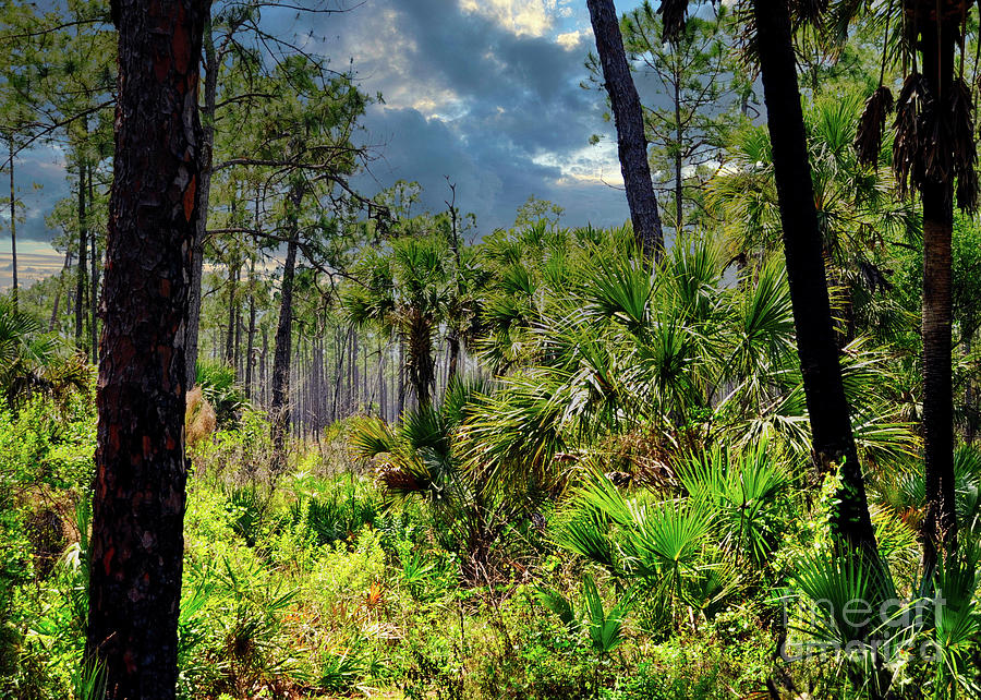 Everglades  Florida Usa Photograph
