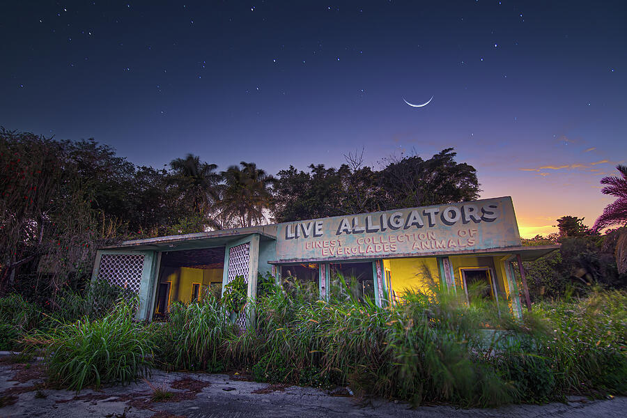 Everglades Gatorland in Florida Photograph by Mark Andrew Thomas
