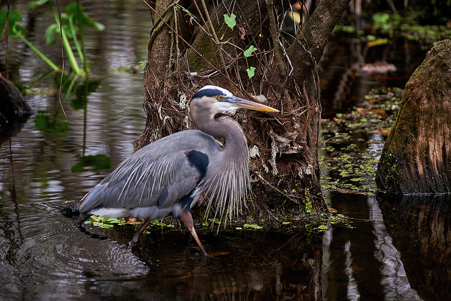 Everglades Great Blue Heron Photograph by William Trautman - Fine Art ...