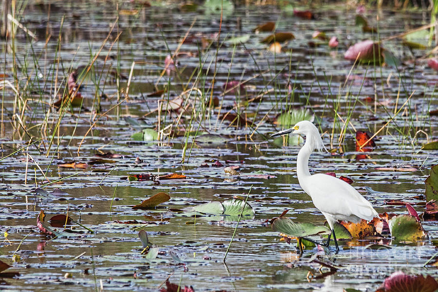Everglades Great White Egret Photograph by Tom Watkins PVminer pixs