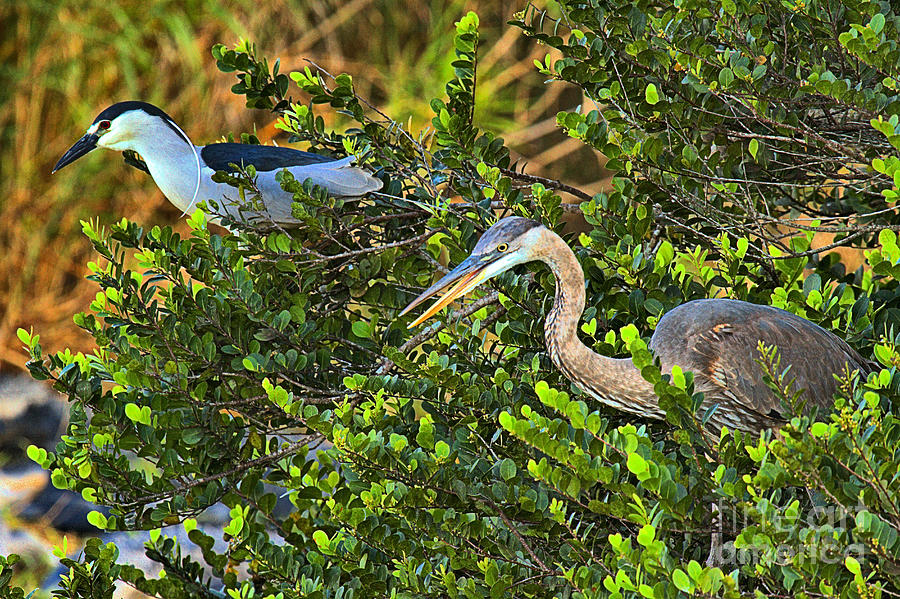 Everglades Heron Hunters Photograph by Adam Jewell