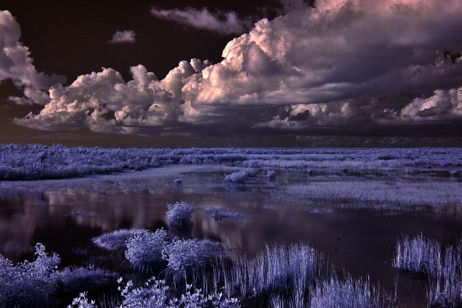 Everglades Infrared Bluegrass Photograph by Don Columbus