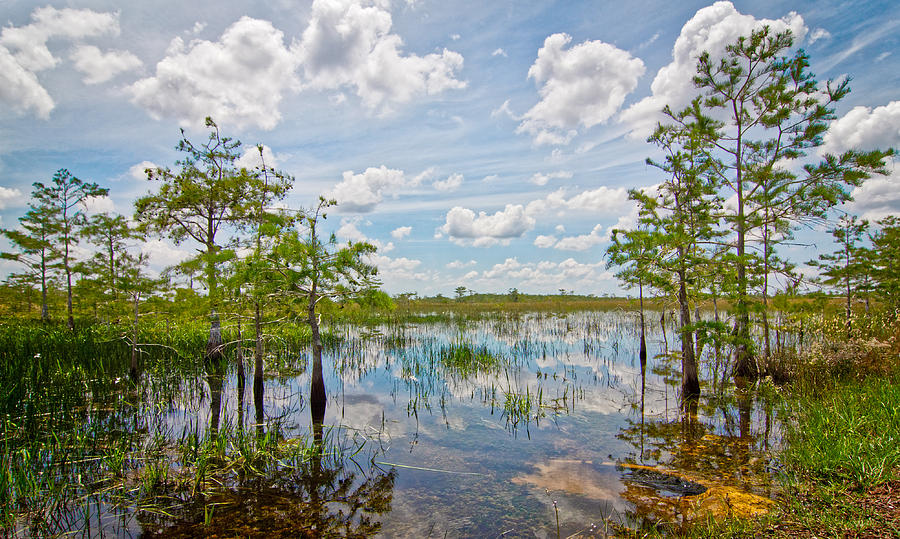 Everglades Landscape 5210 Photograph by Rudy Umans
