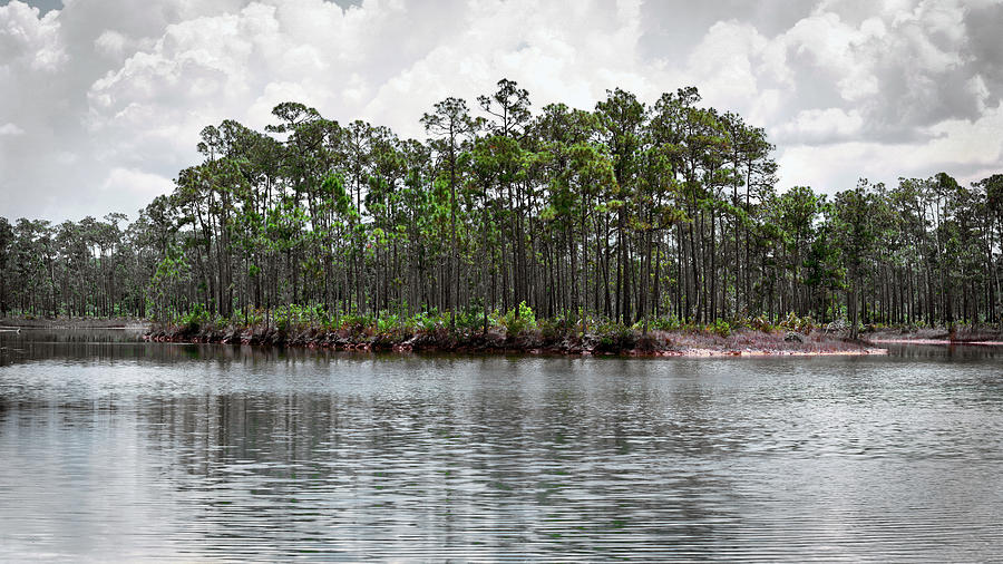 Everglades Long Pine Key-2a Photograph by Rudy Umans
