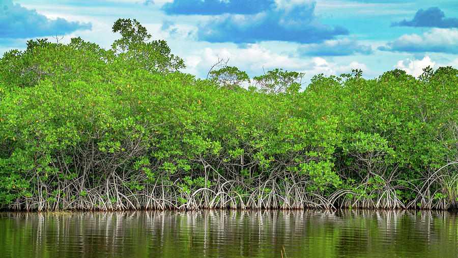 Everglades Mangroves Photograph by Joey Waves - Fine Art America