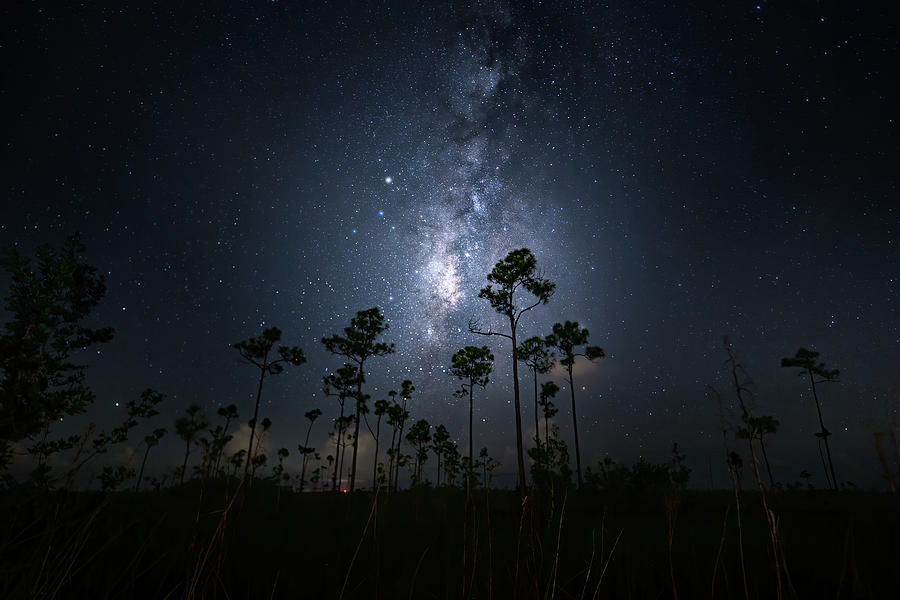 Everglades Milky Way Photograph by Mark Andrew Thomas
