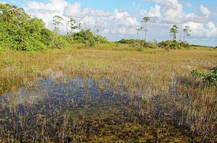 Everglades National Park Scenic Photograph by Sally Weigand