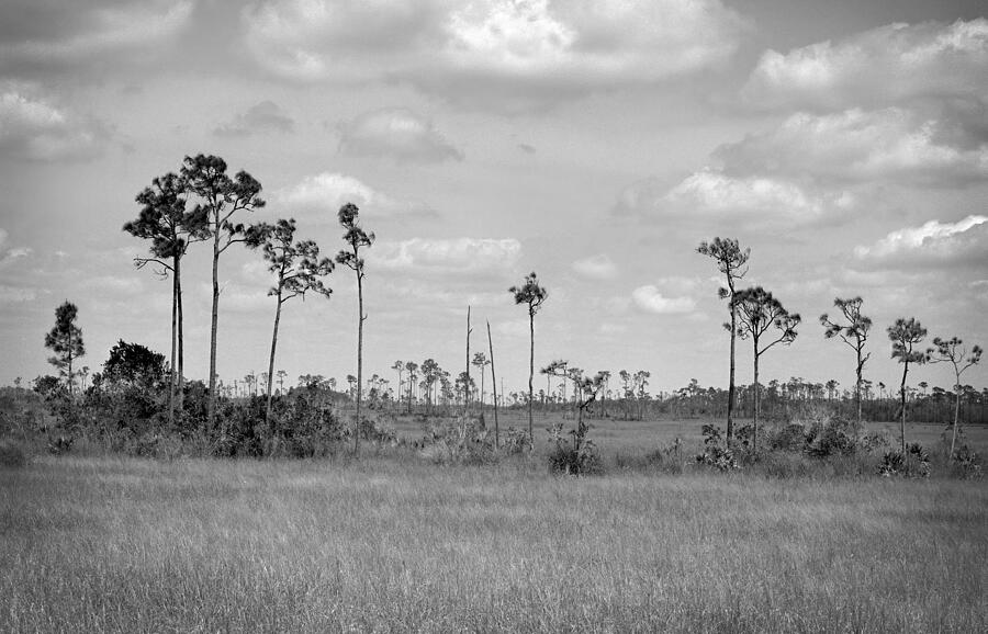 Everglades Pahayokee pine trees island  Photograph by Rudy Umans