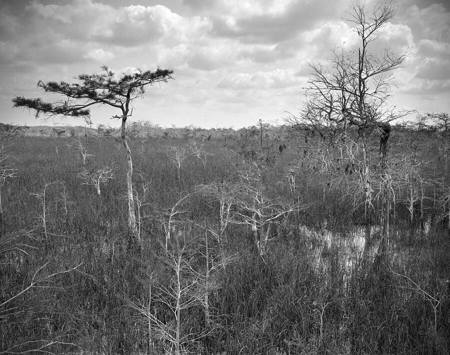 Winter Photograph - Everglades Pahayokee Prairy  by Rudy Umans