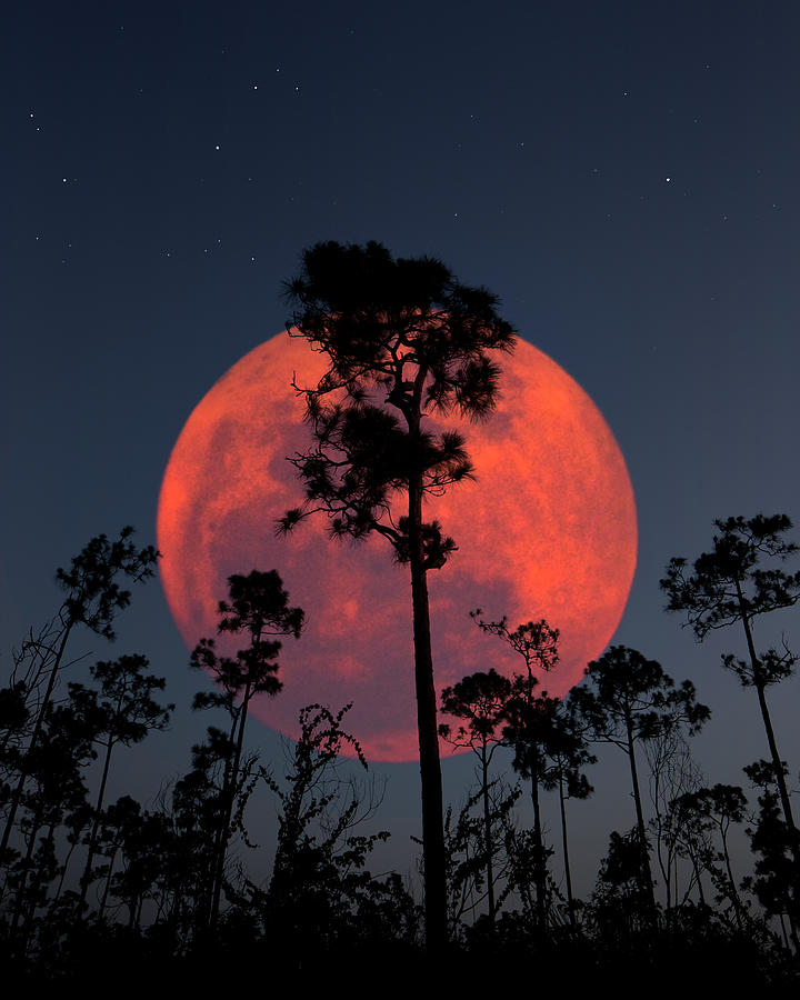 Everglades Planet Photograph by Mark Andrew Thomas
