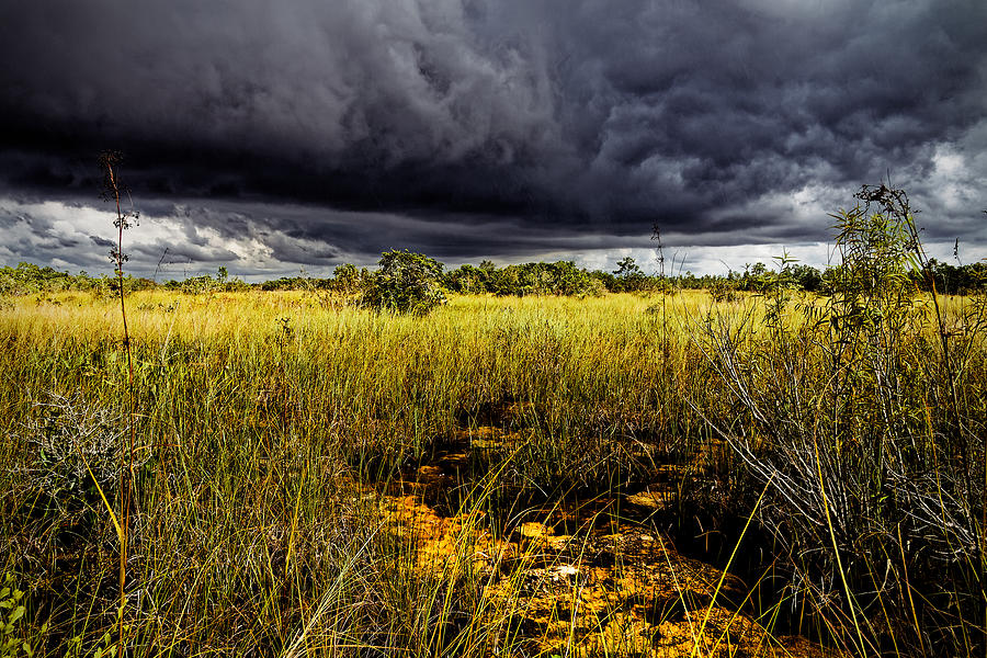 Nature Photograph - Everglades Prairie - 3364 by Rudy Umans