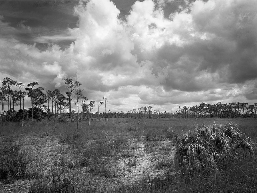 Everglades Prairy ZVI-45  Photograph by Rudy Umans