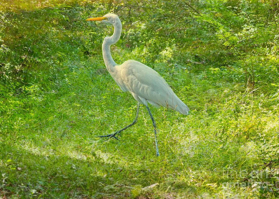 Everglades Prance Photograph by Judy Kay