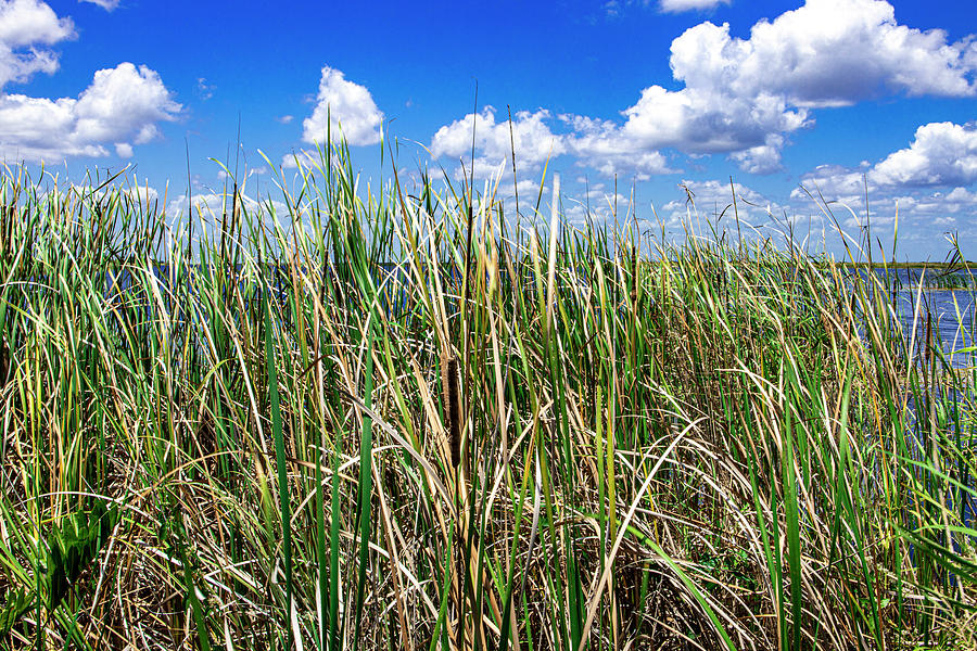 Everglades Sawgrass Photograph by Blair Damson