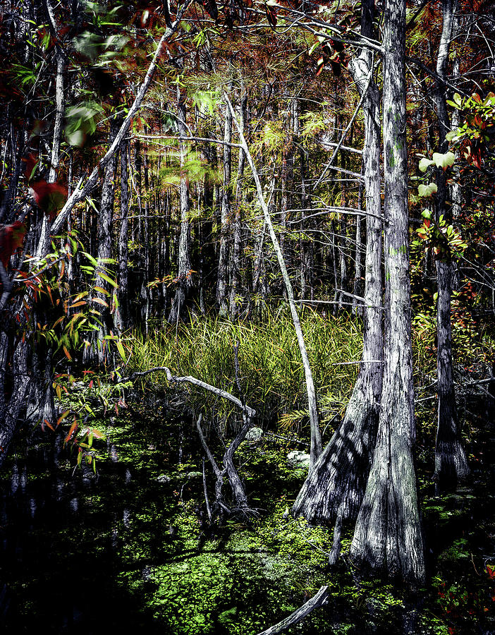 Everglades Stream-1 Photograph by Rudy Umans