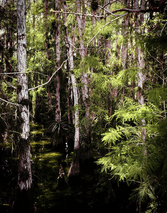 Everglades Stream Photograph by Rudy Umans
