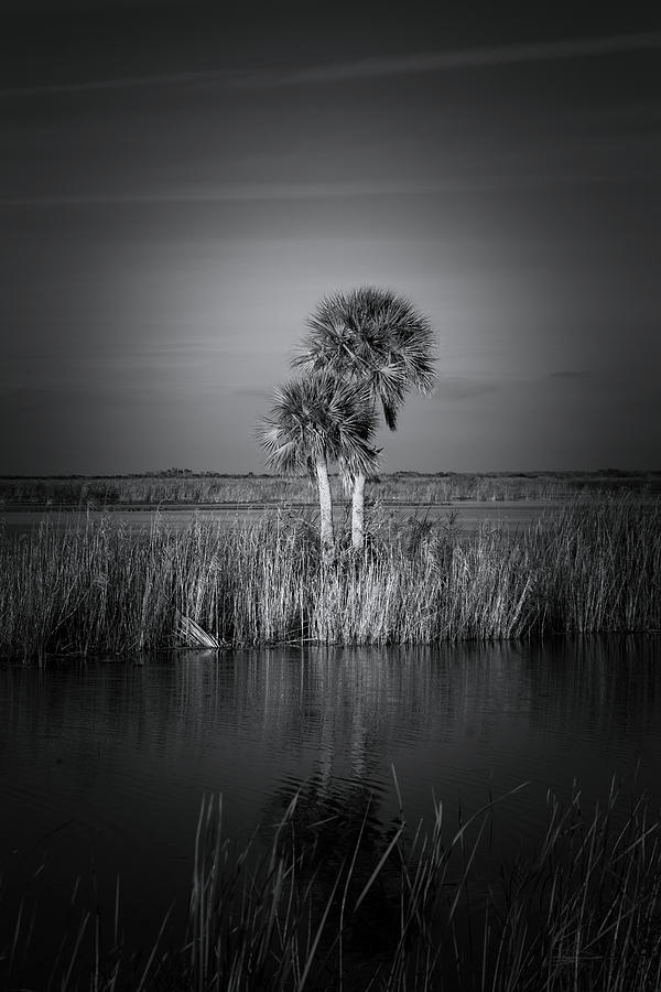 Everglades Sunrise Photograph by Mark Andrew Thomas